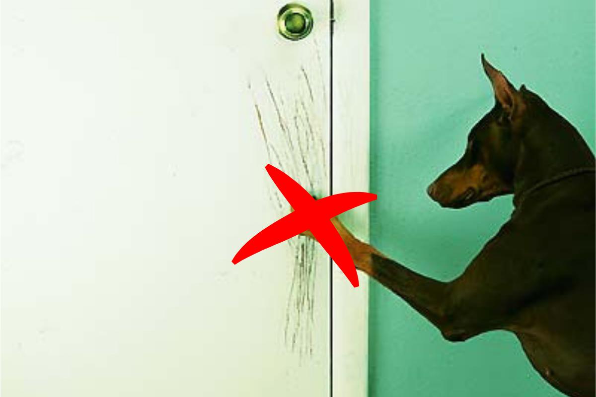 How to get my dog hot sale to stop scratching the door