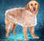 Transparent Raincoat For Large Dogs - Ohmyglad