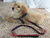 Best Harness for Small Dogs that Escape-Ohmyglad