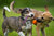 The Indestructible Dog Rope toys for Large Breeds-Ohmyglad
