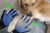 The Truth About Grooming Gloves For Dogs-Ohmyglad
