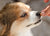 What Dog Owners ought to know about Dog Food Allergy Diet-Ohmyglad