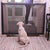 Foldable Safety Gates For Dogs - Ohmyglad