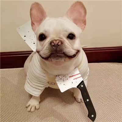 Funny Dog Accessories For Halloween - Ohmyglad