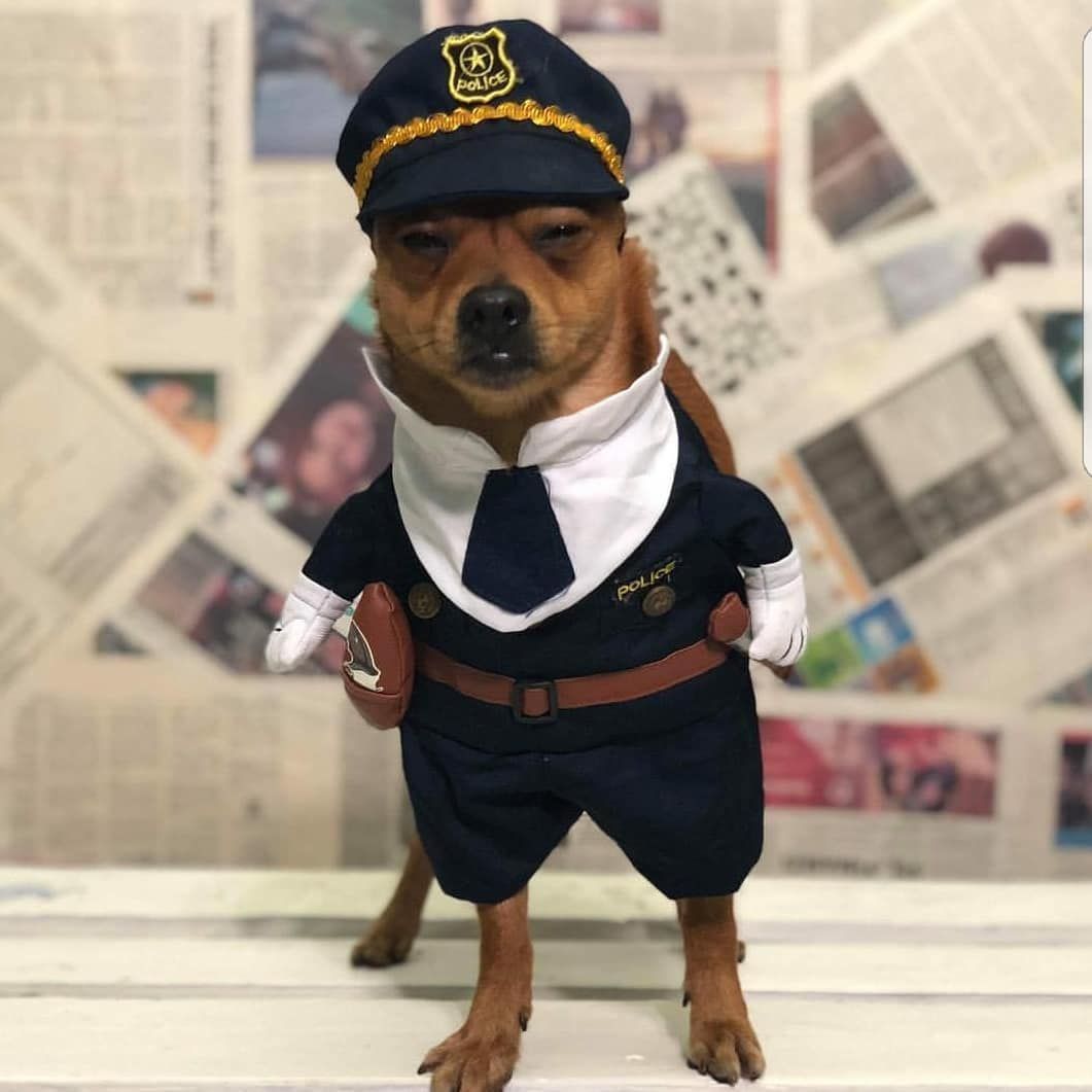 Funny Dog Costume – Oh my Glad