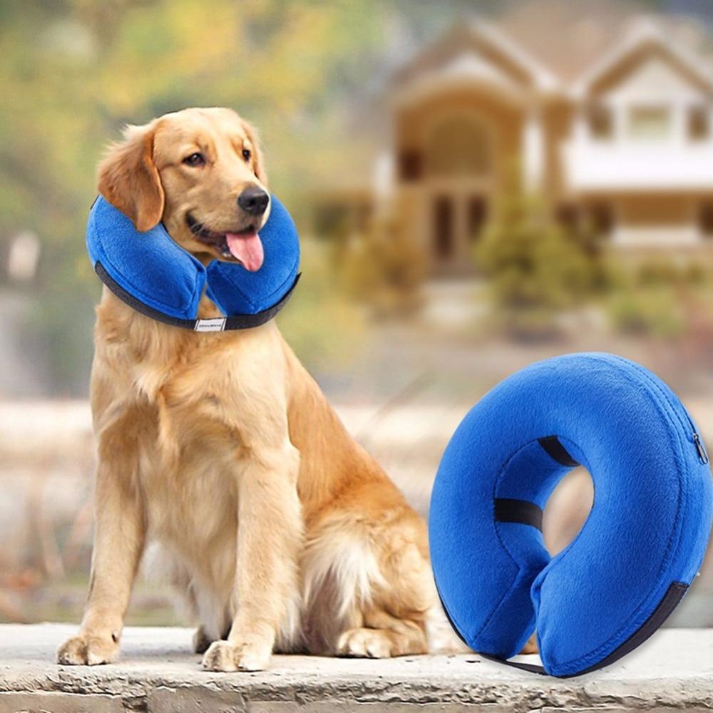 Inflatable Dog Cone – Oh my Glad